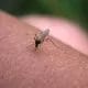 Útil y barato: El truco casero para ahuyentar a los mosquitos de tu casa